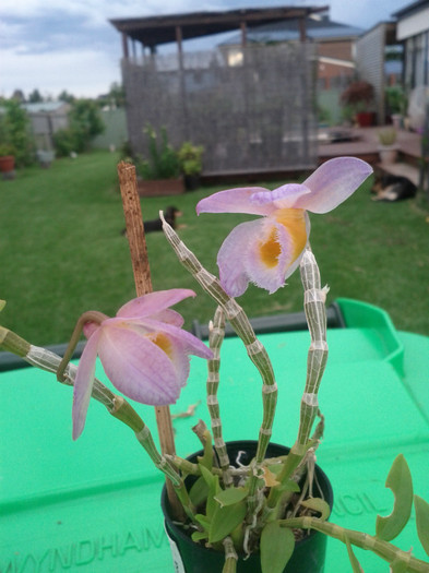 29.11.11 - Dendrobium loddigesii