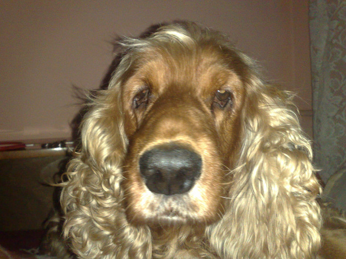 Imag573 - THERRA- ENGLISH COCKER SPANIEL