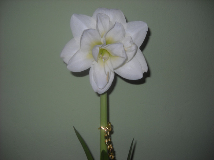 29.11.2011 am inflorit- complect,prima floare