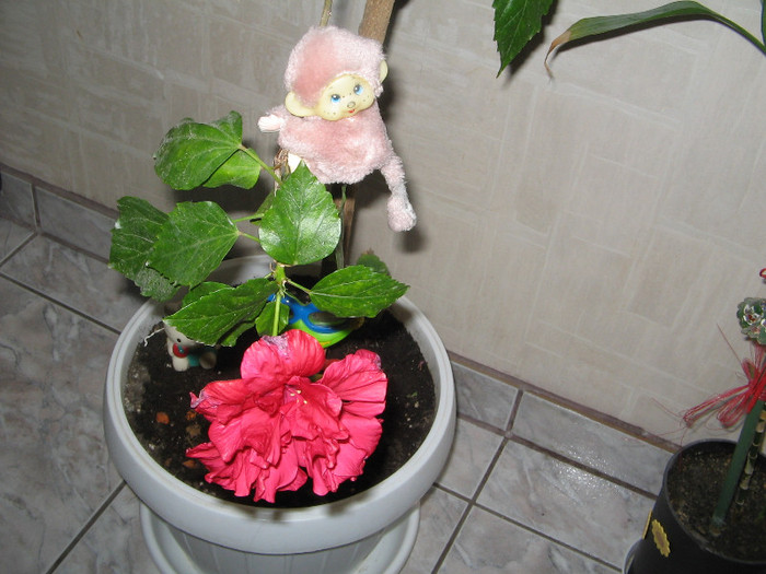 IMG_0412 - a Flori 2011