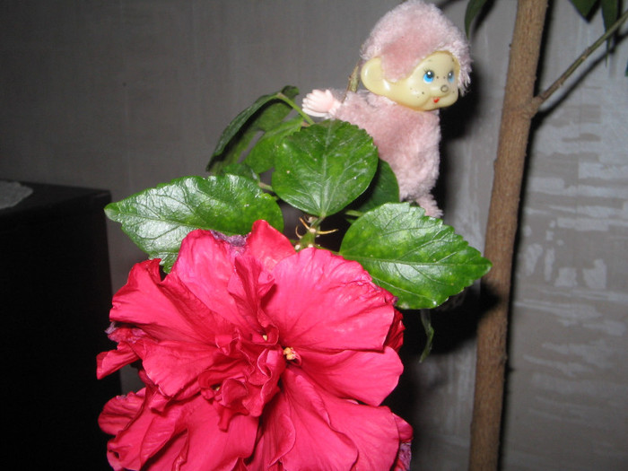 IMG_0404 - a Flori 2011