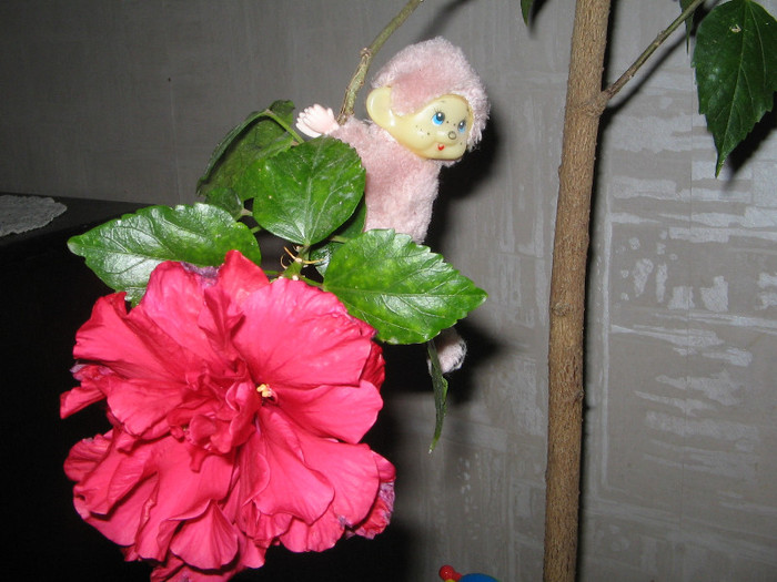 IMG_0407 - a Flori 2011