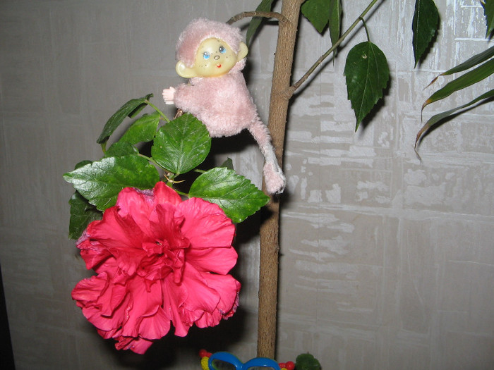 IMG_0408 - a Flori 2011