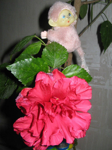 IMG_0411 - a Flori 2011