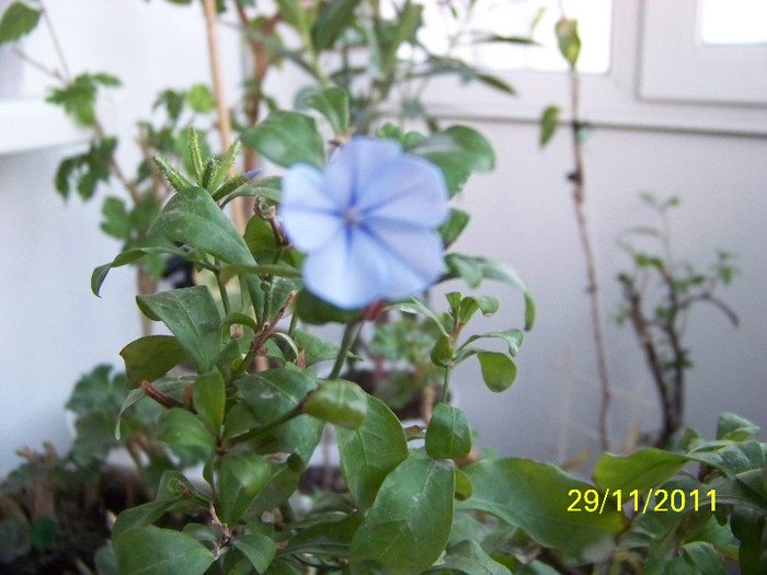 205_3178 - plumbago