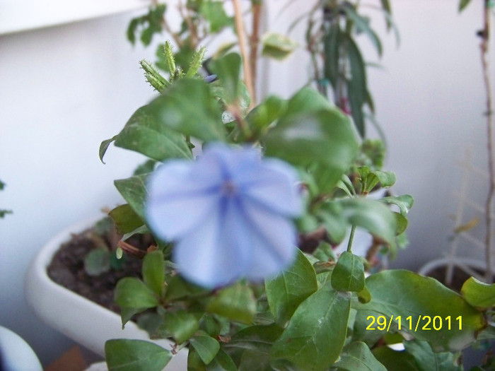 205_3179 - plumbago
