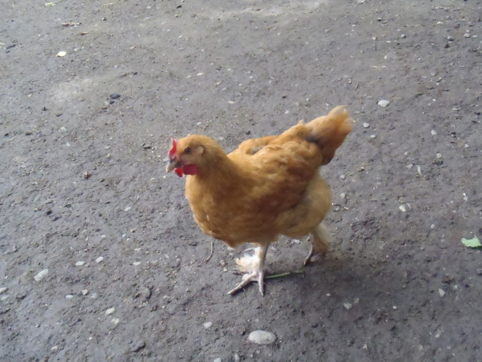 Md-cocosel curios 2011 - 2011