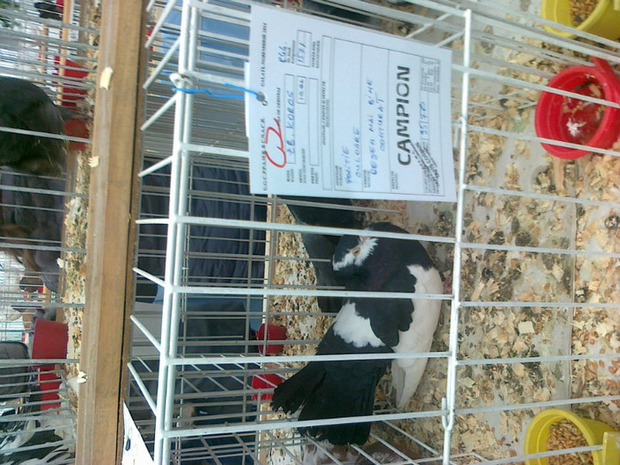 27 - Expo Galati 22 -  27  11   2011
