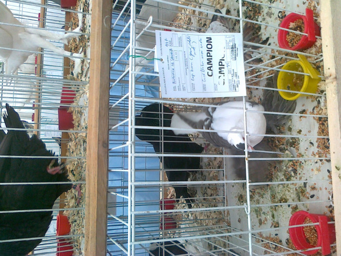 44 - Expo Galati 22 -  27  11   2011