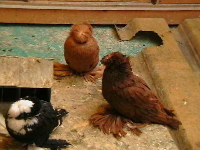 IMGA0814 - tobosari de buhara