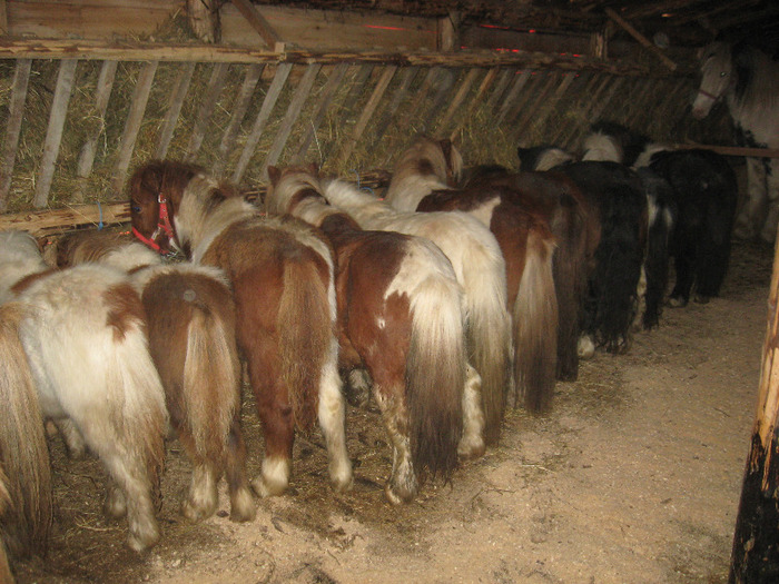 IMG_4758 - VANZARI PONEI 1