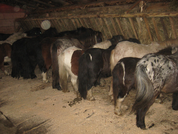 IMG_4760 - VANZARI PONEI 1