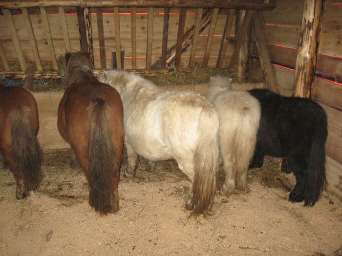 IMG_4761 - VANZARI PONEI 1