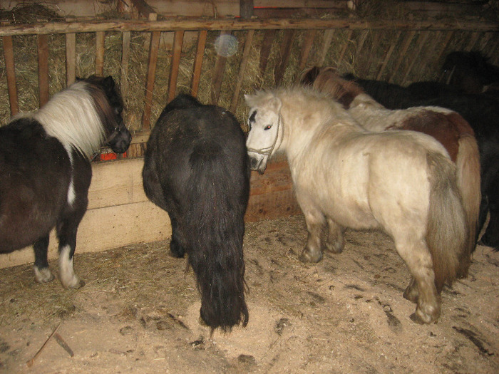 IMG_4763 - VANZARI PONEI 1