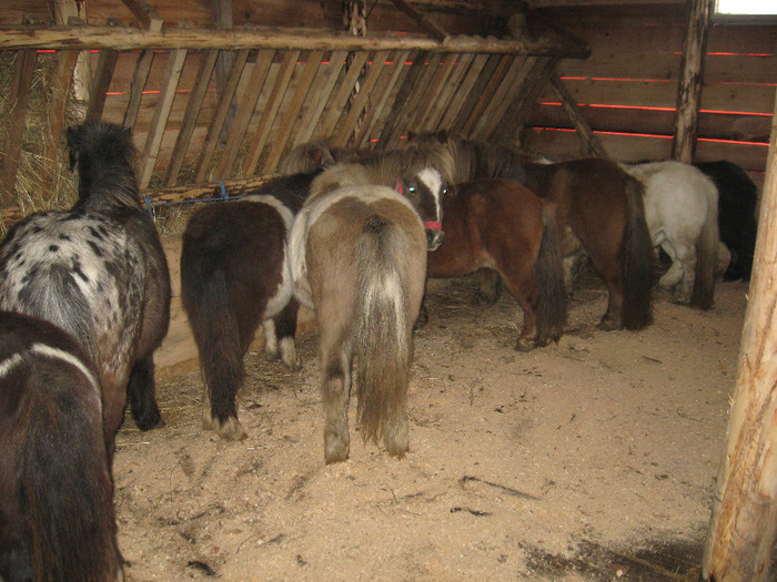 IMG_4766 - VANZARI PONEI 1