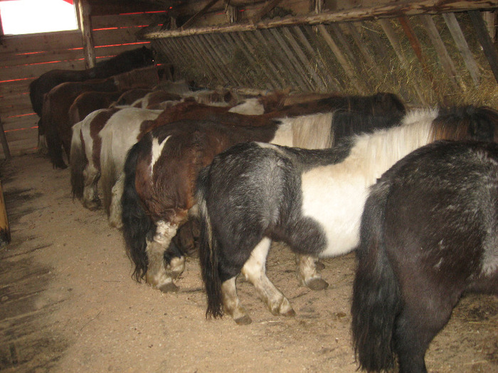 IMG_4767 - VANZARI PONEI 1