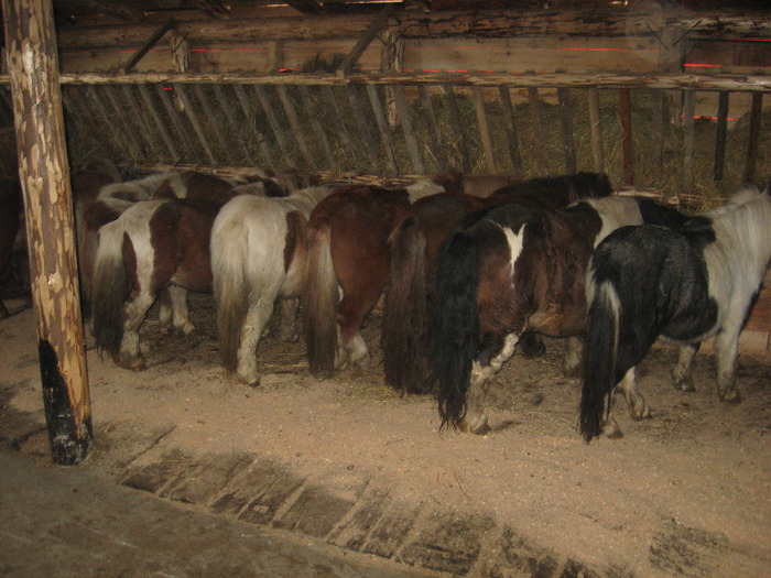 IMG_4768 - VANZARI PONEI 1