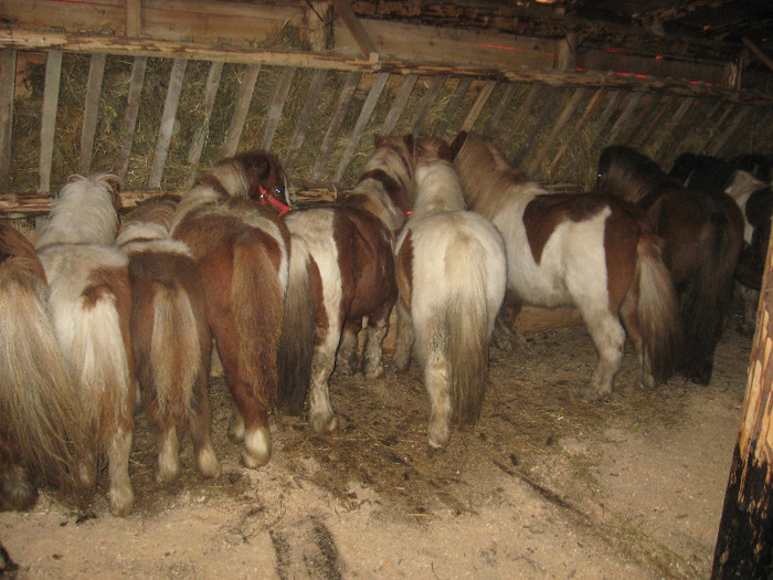 IMG_4769 - VANZARI PONEI 1