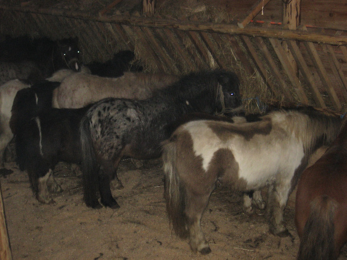 IMG_4771 - VANZARI PONEI 1