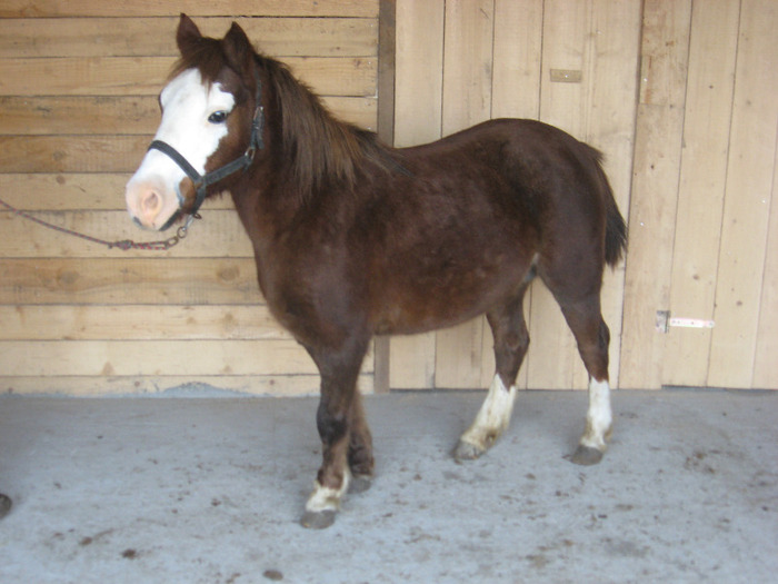 IMG_4593 - VANZARI PONEI 1