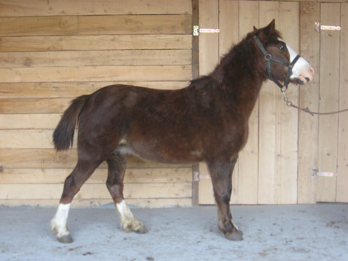 IMG_4595 - VANZARI PONEI 1