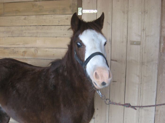 IMG_4597 - VANZARI PONEI 1