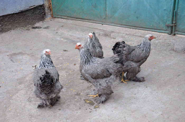 DSC_0215 - Brahma