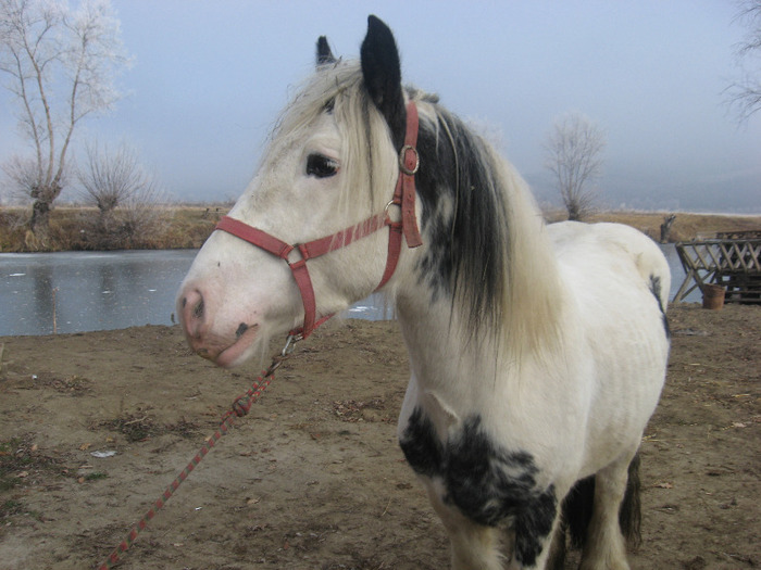 ARMASAR GYPSY VANNER