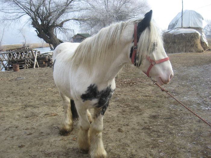 ARMASAR GYPSY VANNER - VANZARI CAI