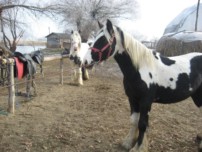 IAPA GYPSY VANNER
