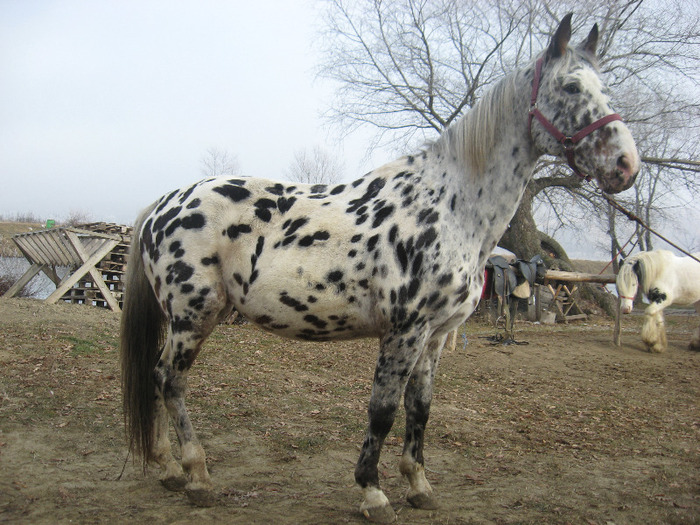 ARMASAR APPALOOSA SPORT