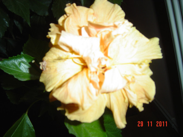 poze 419