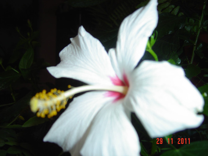 poze 416