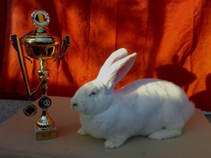 campionul urias alb - 7-anunt important