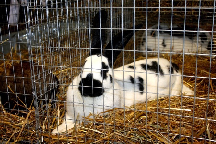 fluture german -frumos - 7-anunt important