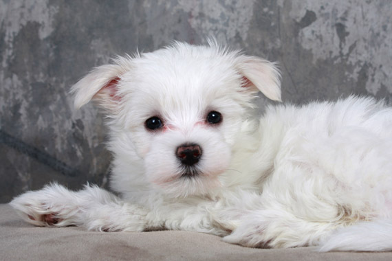 bichon_maltez_05 - animalutze dragutze
