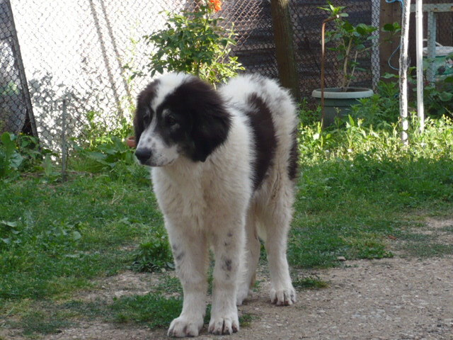 P1000234 - CIOBANESC DE BUCOVINA