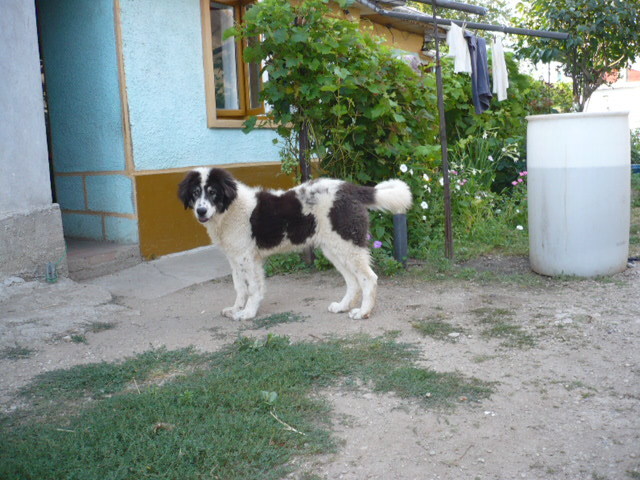 P1000247 - CIOBANESC DE BUCOVINA