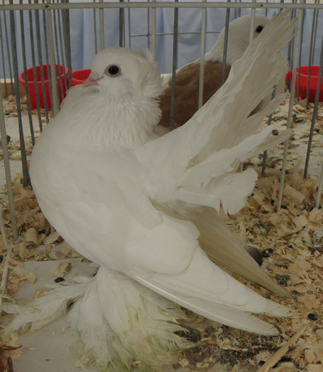 PB270285 - expo galati nov 2011