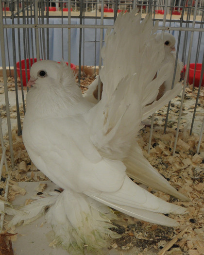 PB270286 - expo galati nov 2011