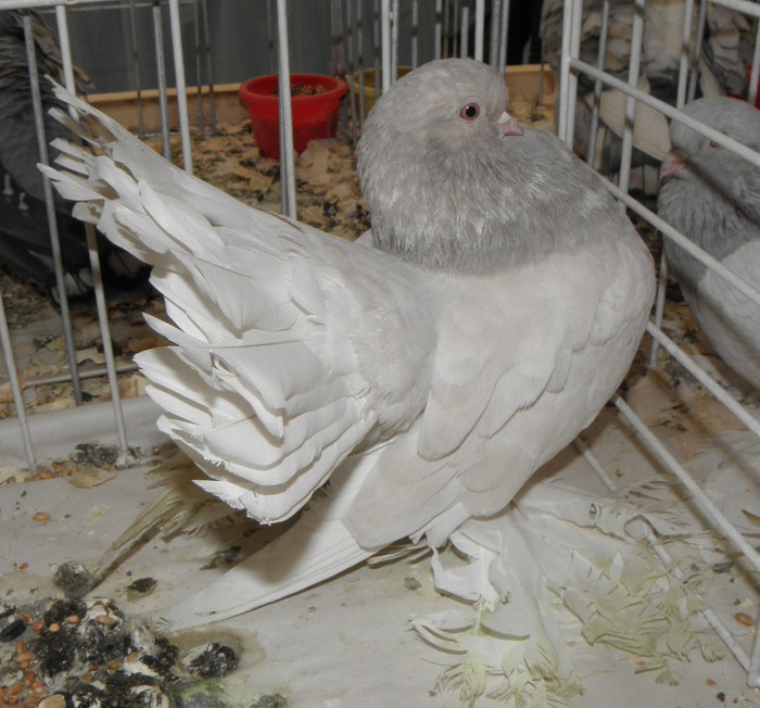 PB270410 - expo galati nov 2011