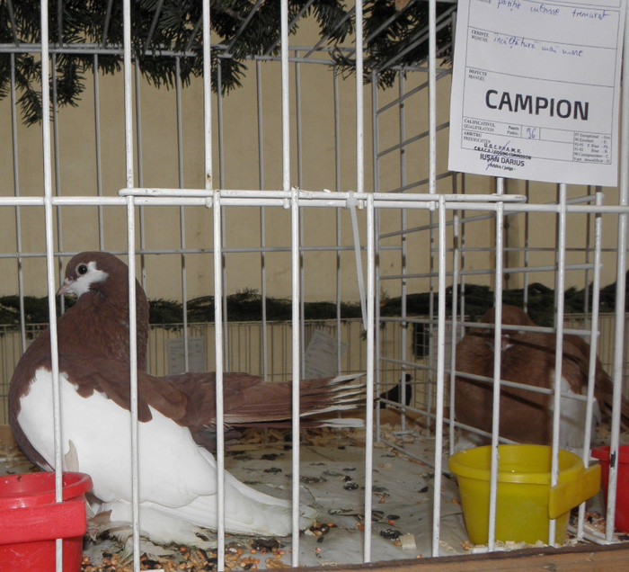 PB260087 - expo galati nov 2011