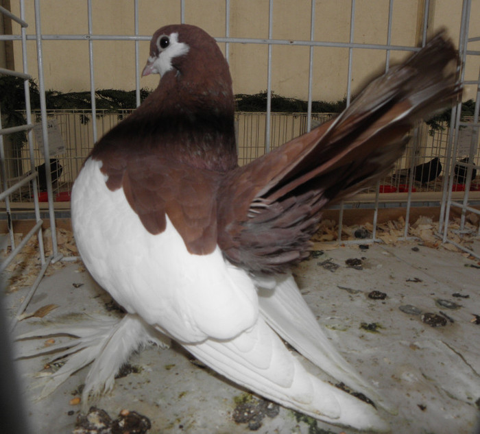 PB260088 - expo galati nov 2011