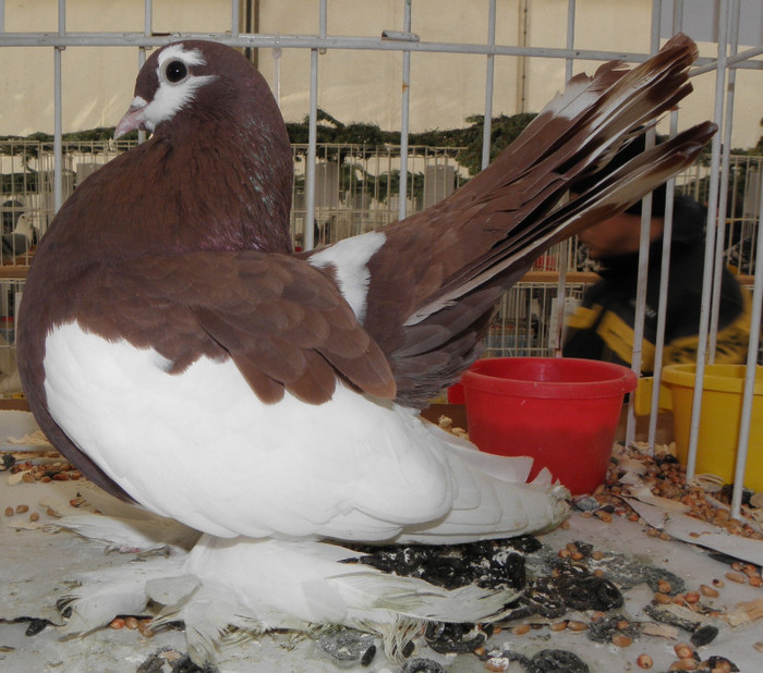 PB270298 - expo galati nov 2011