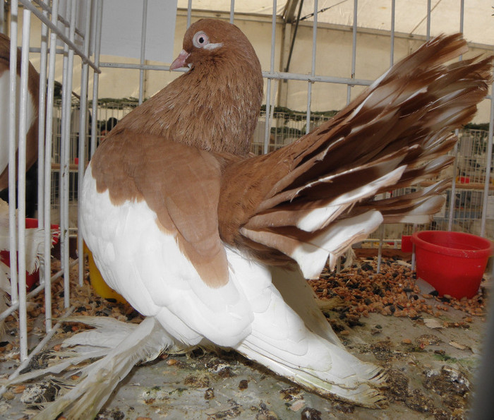 PB270299 - expo galati nov 2011