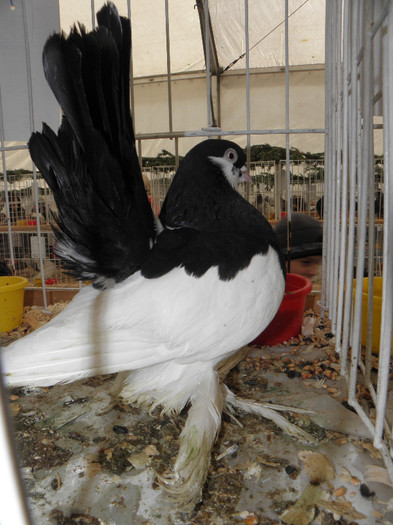 PB270300 - expo galati nov 2011