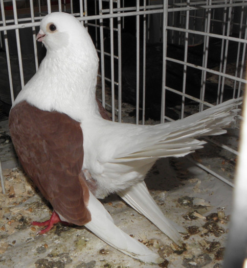 PB260142 - expo galati nov 2011