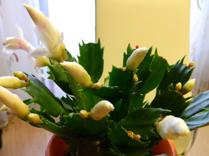 craciunita achitizie 2011