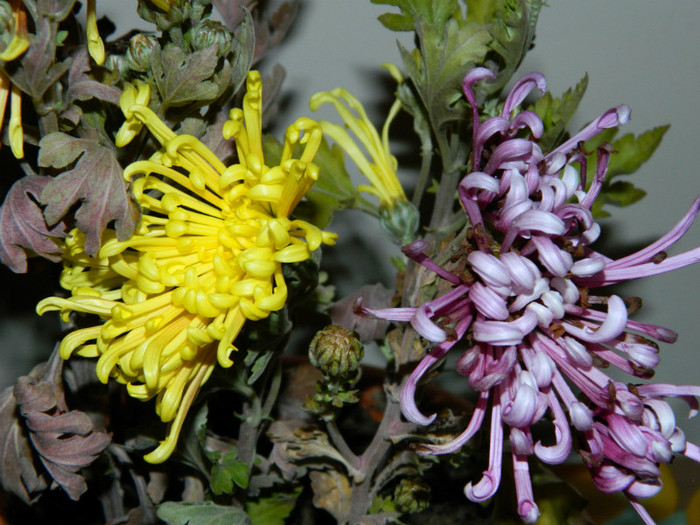 aduse in casa sa infloareasca