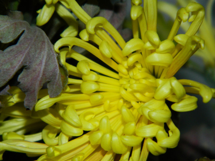 adusa in casa sa infloreasca